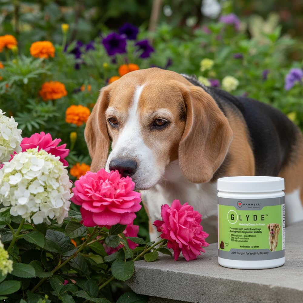 Hip & Joint Supplement for Dogs, 120 Chews W16999