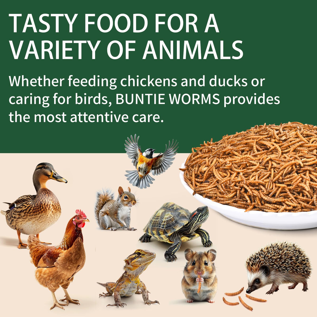 20LB Dried Mealworms F571