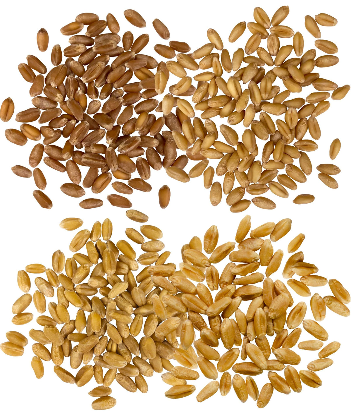 Hard Red Winter and Spring White Wheat Berries 100 LBS F20715